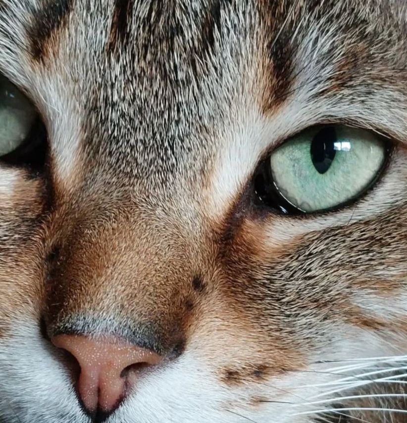 Fotografia de referência de um gato malhado